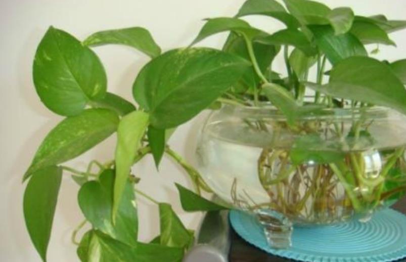 6种花,丢水里就疯长,懒人新手都能养爆盆