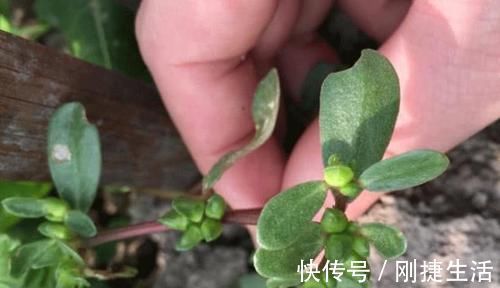 杀菌消炎|幽门螺杆菌“害怕”6种食物，每天吃一些，杀菌消炎，修复胃黏膜