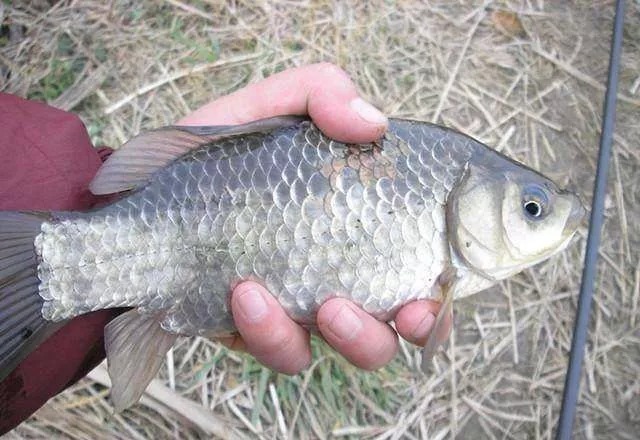 冬季太冷,鲫鱼就不好钓?试试老钓友这三招,每次下竿就狂拉