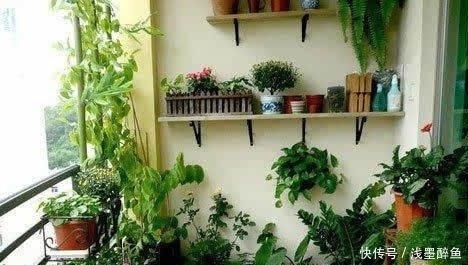 夏季来了,让你阳台爆满,几个小妙招,让你的阳台种上几十盆花