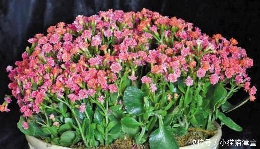 最适合家养,还能够开100多天的花,就这“3种”,赶紧养一盆吧