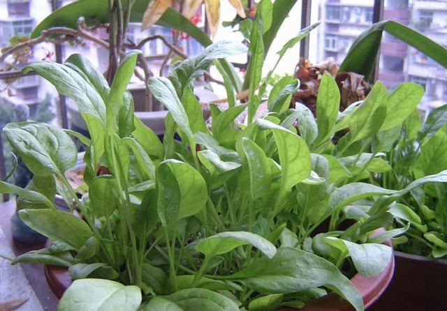 蔬菜|冬天院子里种植蔬菜,考虑“2种”,割了一茬又一茬,值!