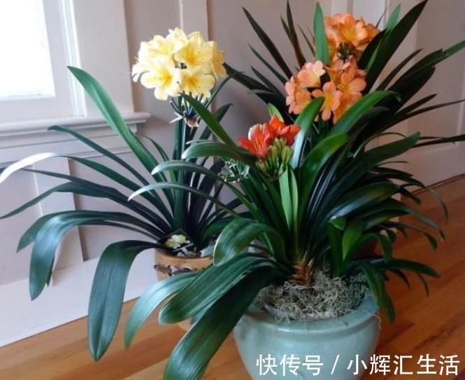 12月养君子兰,满足3个条件,叶片油绿长花箭,花开一茬接一茬