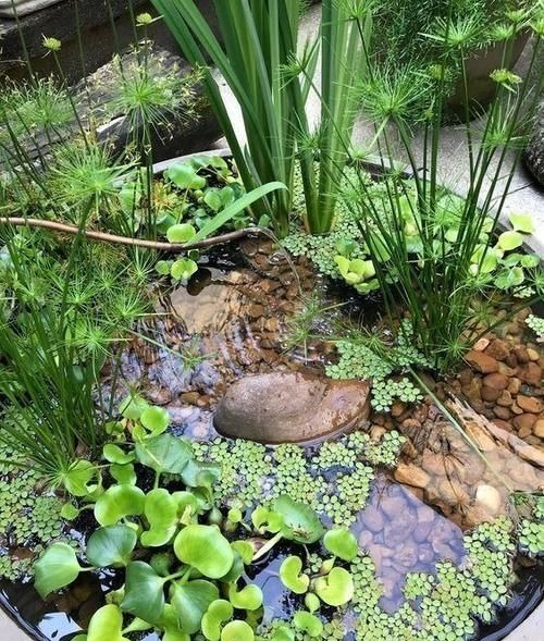 农村大水缸越来越不舍得扔了,铺些碎石水草变水景,城里人抢着要