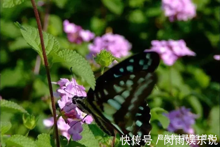 五色梅|一种野外常见的草药,内服外用皆是良药,7种妙用能治身体7大病症