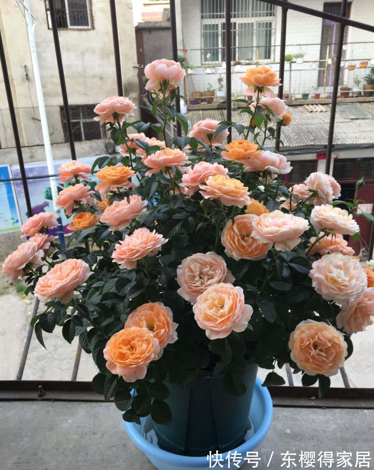 养分|9月降温，养月季希望花叶窜爆盆，万万不能忽略这4点