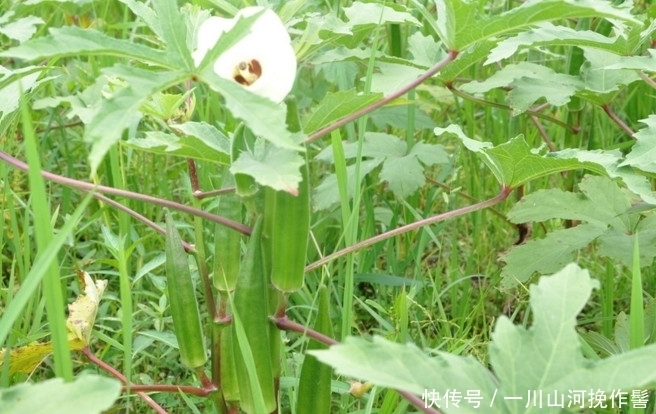 两块钱一斤，营养效果“堪比人参”，可惜很多人不知道它的价值