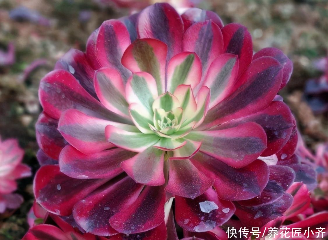 老手|新手刚接触多肉，记住“四不买”，让你养多肉变得简单