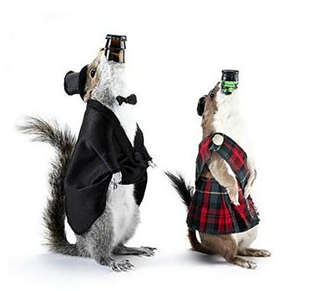 酒精度|苏格兰布鲁德酒厂:用动物的尸体做包装,啤酒卖765美元一瓶