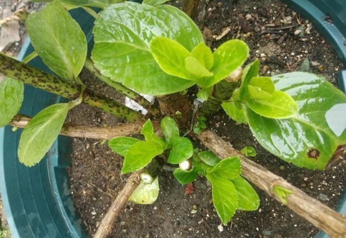 养护|秋天3种花,千万不要买,买了难养活,白白浪费钱