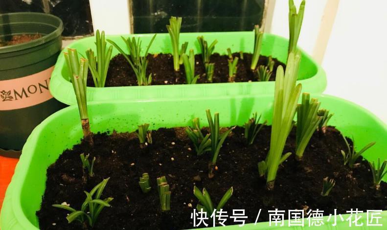 花海|现在把这花种子扔土里，初夏风雨一来，就能开出一片花海，美极了