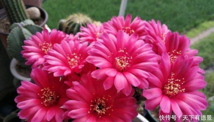 超漂亮的4种花,好养易活,30天不浇水照样生长,一年开花不断