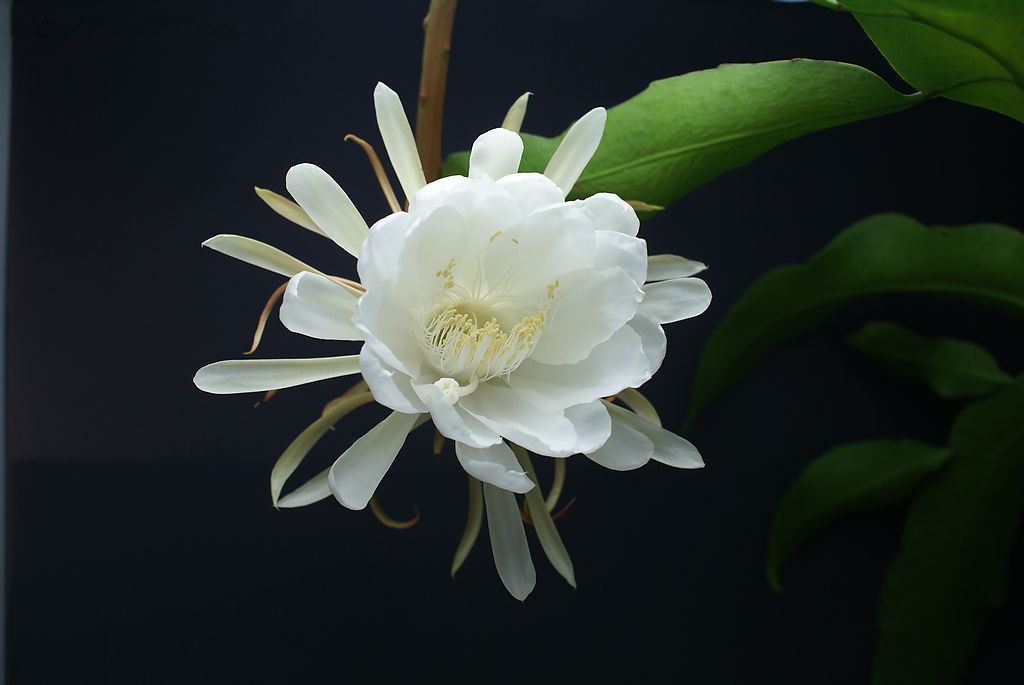 此花被称为“月下美人”,夜间开花,美成奇观,有机会要养一株