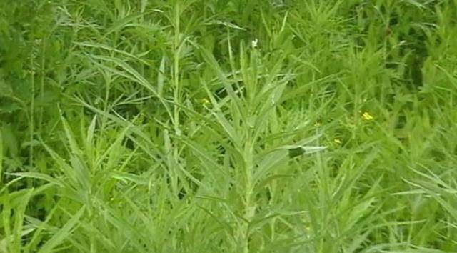 硒蒿|乡下河边的一种野草不懂的人认为这是杂草事实上,这是国宴独有的