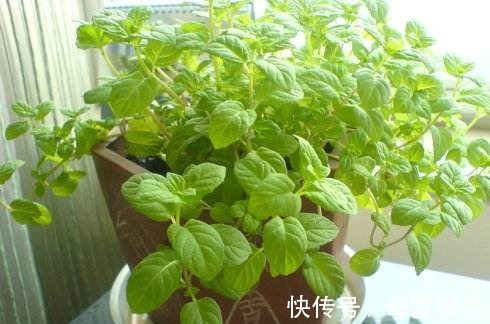 3种“喜水花”,别怕浇水多,越浇水长得越旺,新手浇花不再怕