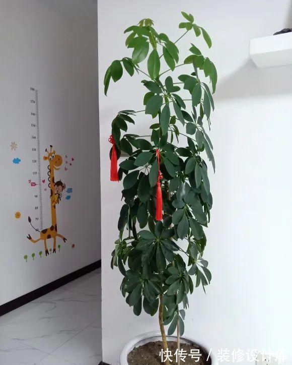 花友|7种花,现在要砍头,冲天炮变成爆炸头