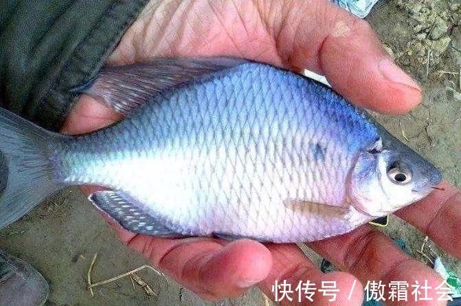 钓鱼|用袖钩钓鱼总跑鱼不了解袖钩的用途,鱼口再好也难入篓