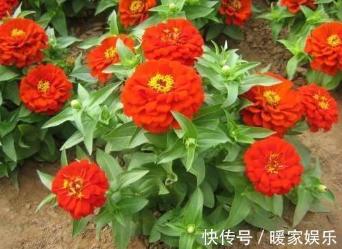 四季海棠|秋天适合种什么花这7种好看又好养的花，总有一种适合你！