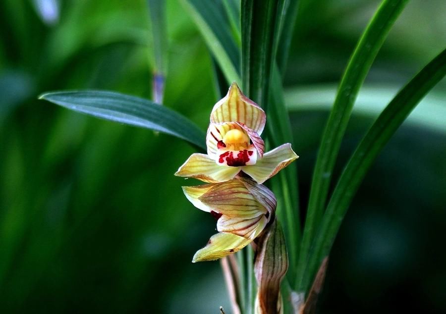 阳台上|为春兰促花,做到这几点,花香满屋