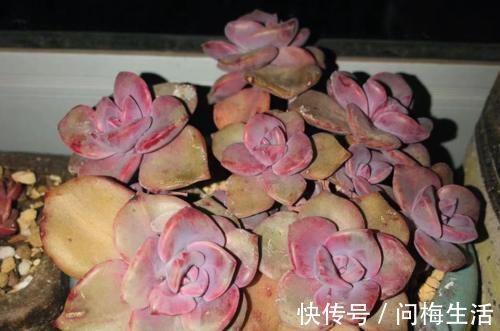 温度到零下多肉就会冻死？不一定，影响它们耐冻程度的因素可多了