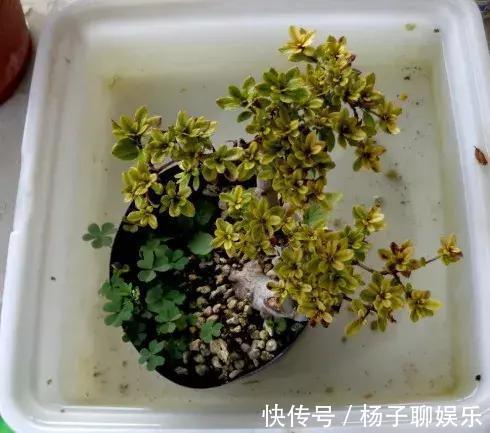 花儿|3种花是“醋坛子”，每周浇上1小勺，不烂根不黄叶，花开不停！