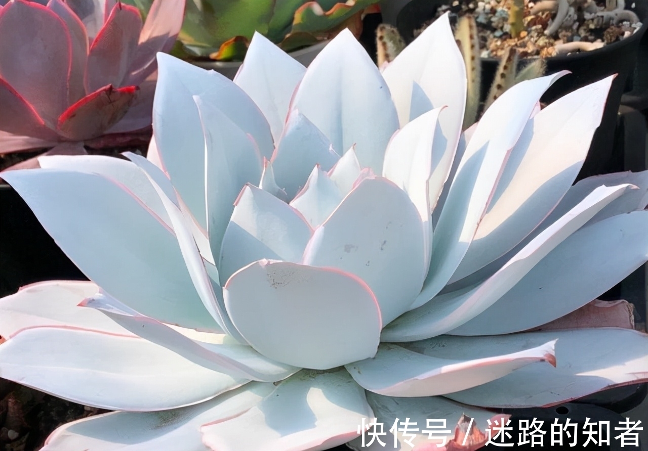 仙气十足的3款多肉,号称薄叶三仙,适合室内养护的也就广寒宫了