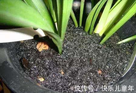 栽种|5步教你盆栽韭菜,根根粗壮“像小葱”,过年割了,包饺子