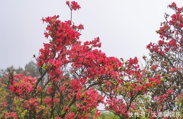 东安：万亩杜鹃花盛开