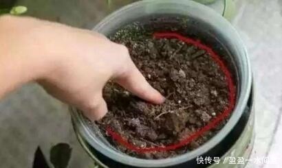 春天养花不用愁,藏厨房里的“它”,取出1勺浇盆里,啥花都疯长!