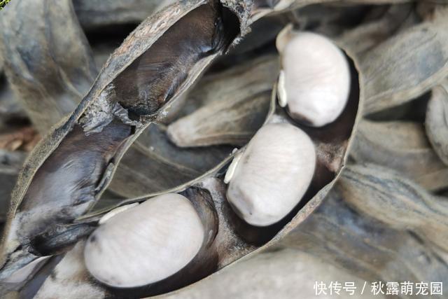 南方|马上大量上市，果实却含小毒，南方很多人爱吃，8元一斤热销