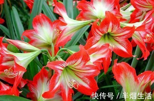 自然环境|朱顶红开花少不开花？牢记3个促花妙招，1年开3次，花开璀璨烂漫