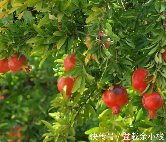 品种|石榴的花好看果也好看，栽在庭院中最适合，但石榴有花无果时咋办