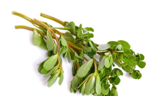 野菜|春天挖野菜,送你56种野菜大图片,带你见识不同的野菜和吃法