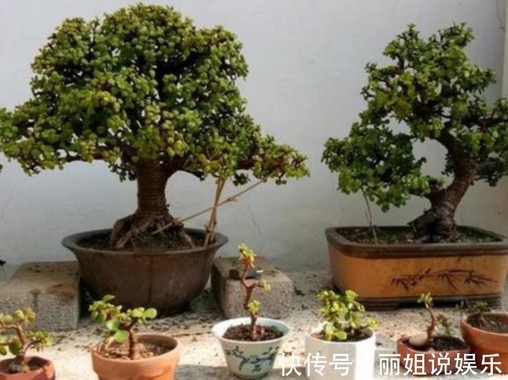 养护|新手养金枝玉叶,合理掌握养护技巧,快速打造成小老桩,价值翻倍