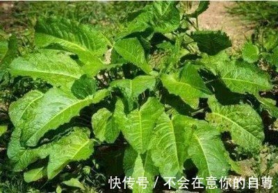 菠菜|路边的这种野生植物,你若遇见了,真是你的福气,记得要拔回家