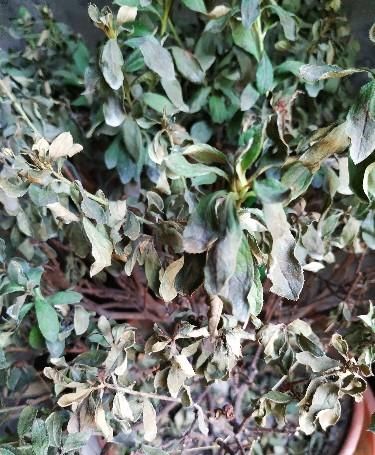  养护|杜鹃花再过三天，就变成“柴火”了，都是养护不到位