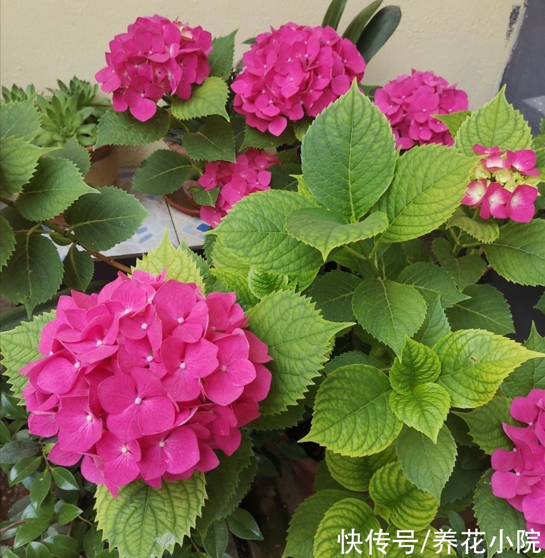 花卉|绣球还不开花，及时做对3件事，一段时间后花团锦簇