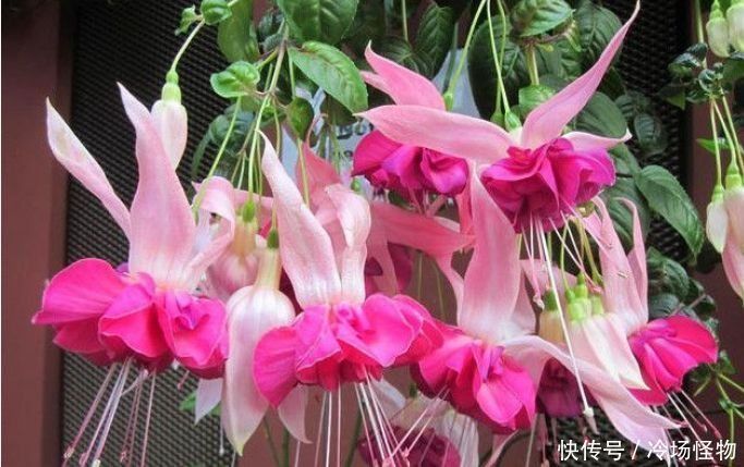 4种花不仅名字好听,花也超美,好养易活,轻松爆成花海