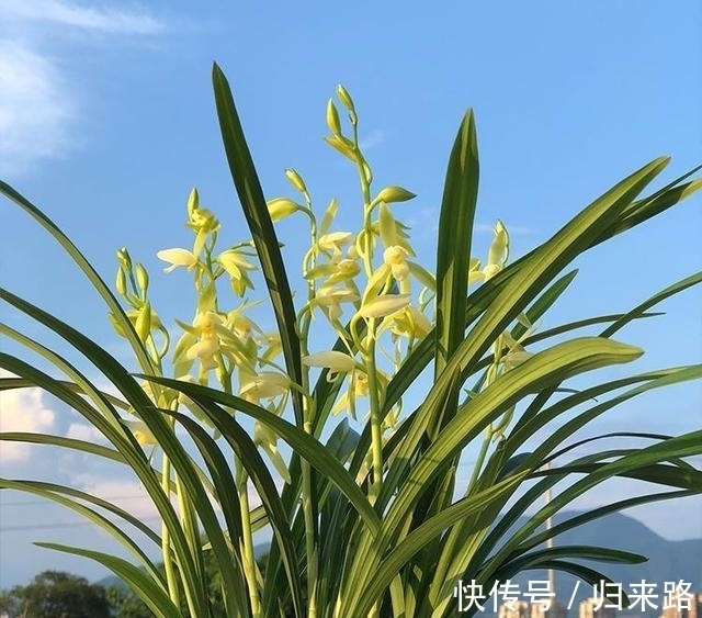 老花匠都爱养的2款“名贵”兰花,香味扑鼻,价格亲民,值得拥有