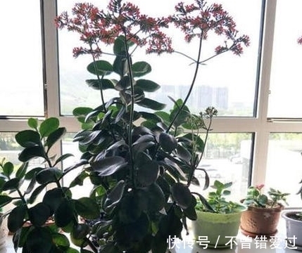 长寿花这样养,一年就能养成老桩