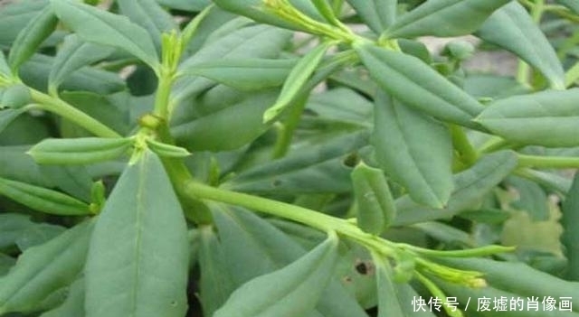 血气|农村这几种优质野菜,补血消炎,治疗经痛血气亏,不知道太可惜了