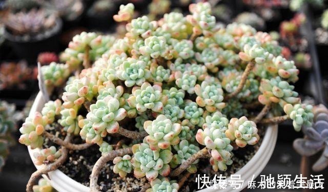 多肉|四种“零差评”多肉推荐，颜值不比桃蛋低，还容易成老桩！