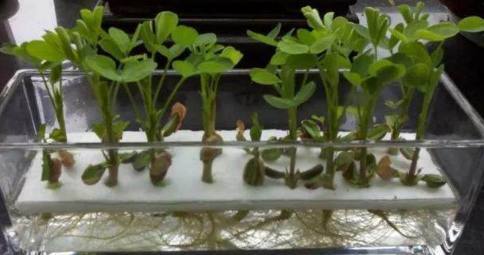 丢水里就能长得很好的6种蔬菜,比花美、比绿萝还好养!