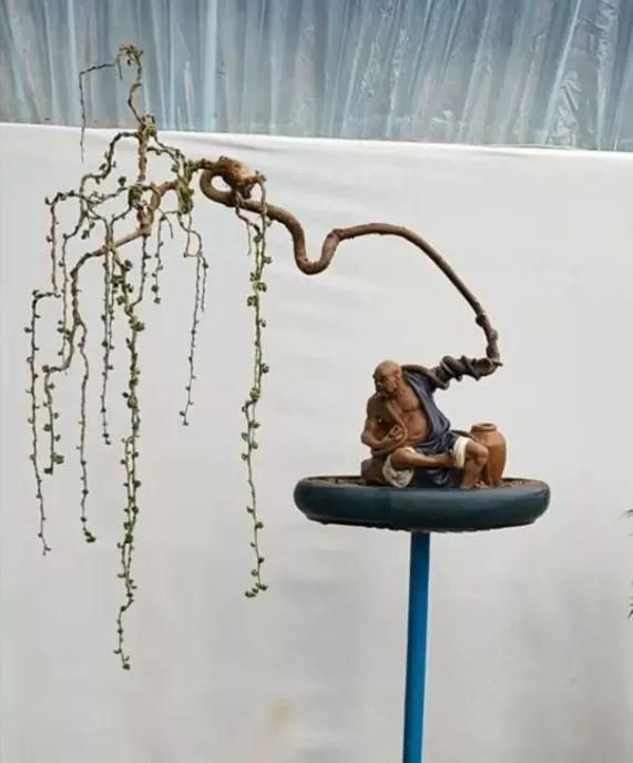 盆景玩成这样，真无语……