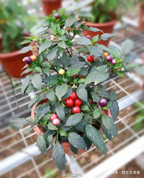 乡下这种“野草”，曾经路边没人要，如今大家看到抢着挖，特珍贵