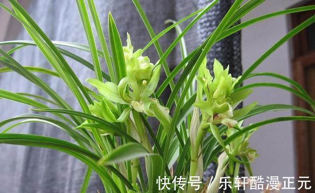 花瓣|春兰香花之王——余蝴蝶,兰香清新淡雅,花色翠绿独特,好养易活