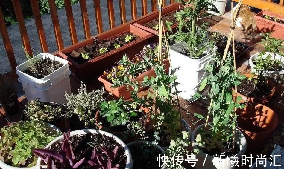 天热养花不能错过的3种向阳植物，每一个都是沾土即活