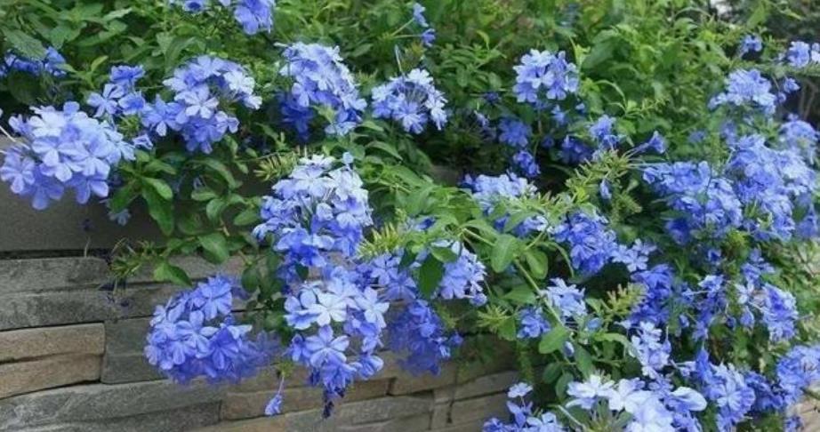 修剪|12月养蓝雪花,不能丢一边不管,几件事早点做,来年早开花