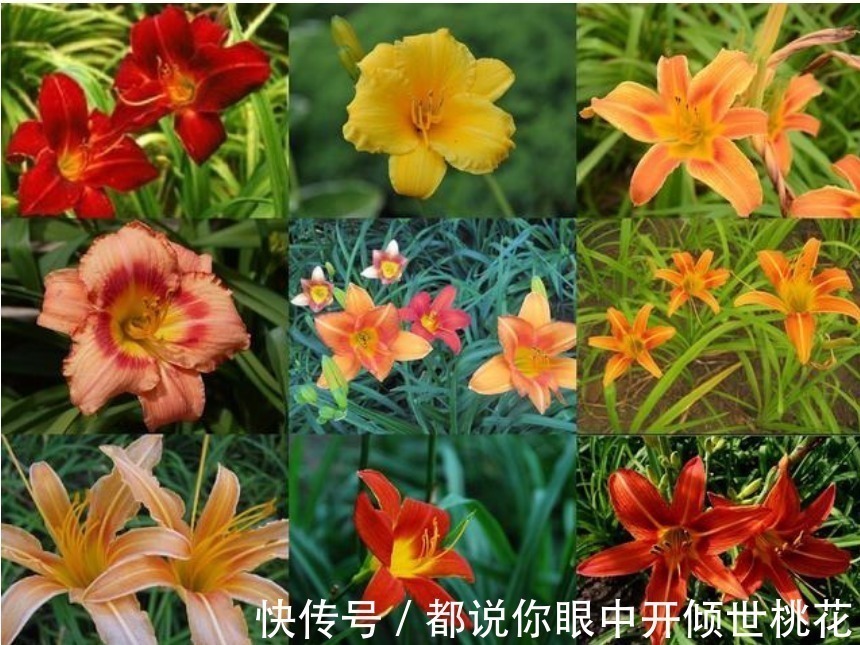 现在养这4种花正合适,好养又漂亮,花团锦簇,家里变成小花园!