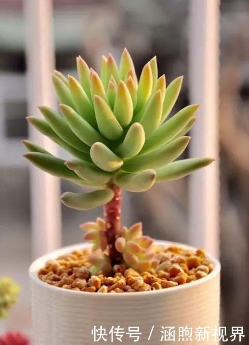 叶插|别人扔的多肉，他非要捡，最后照样也能养爆盆！